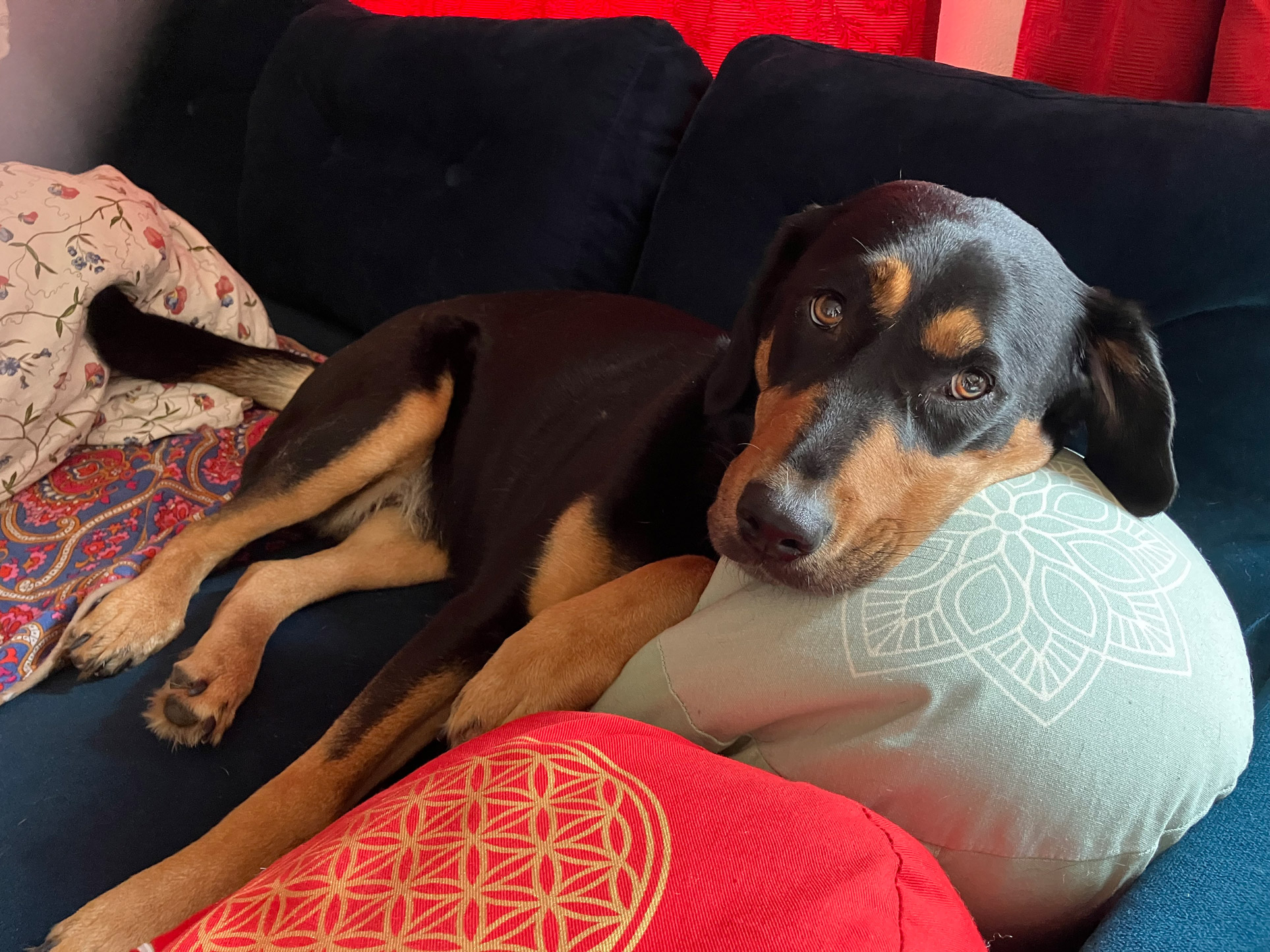 Schulhündin Frida